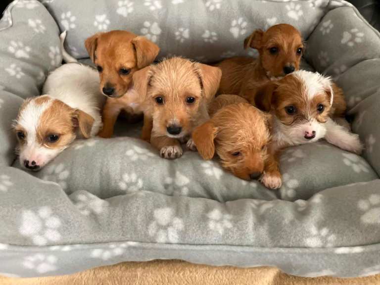 Jack russel terrier x sealyham terrier
