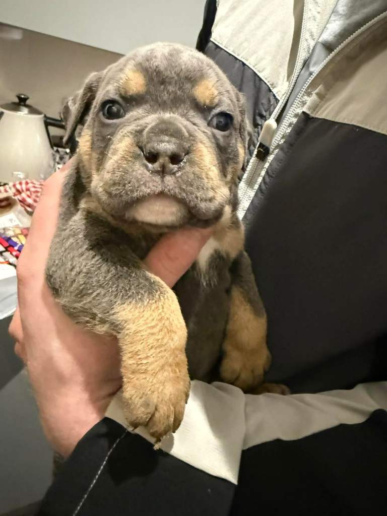 Old English bulldog puppies
