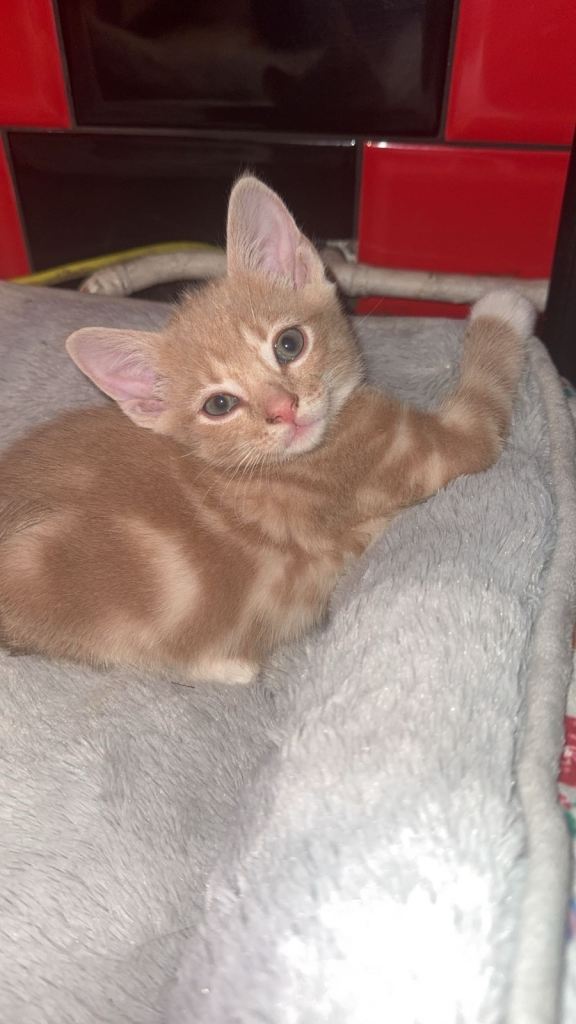 Kitten £250