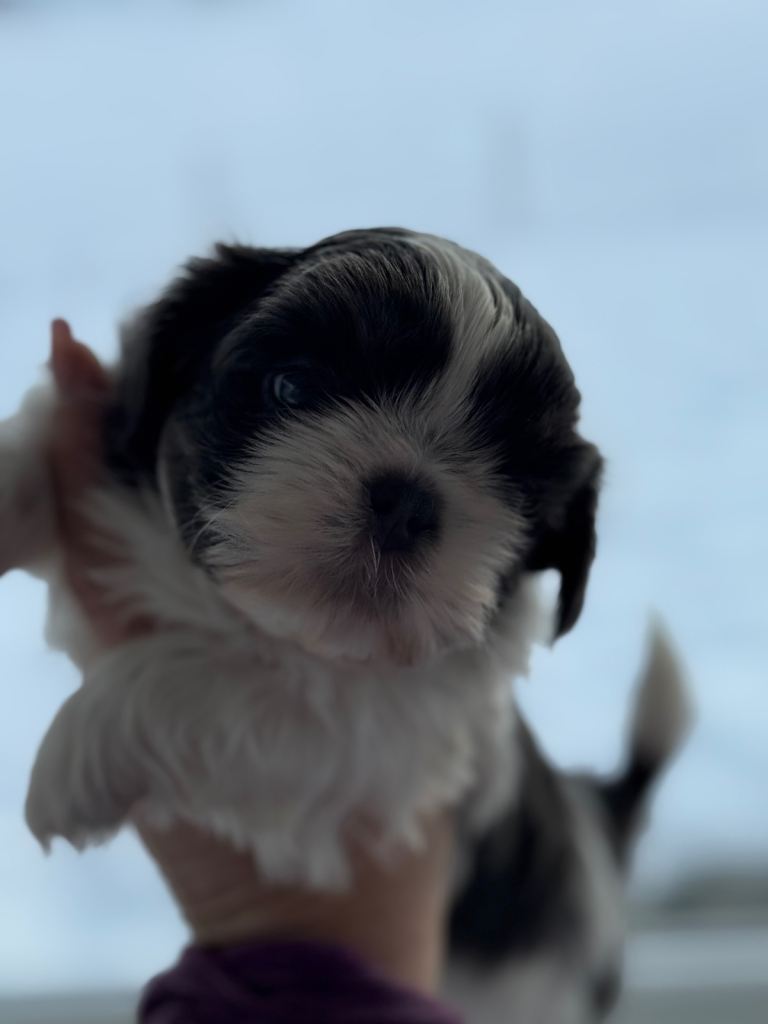 Imperial kc reg Shih Tzu Puppies