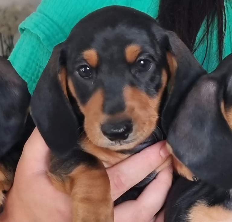 Dachshund puppies for sale 