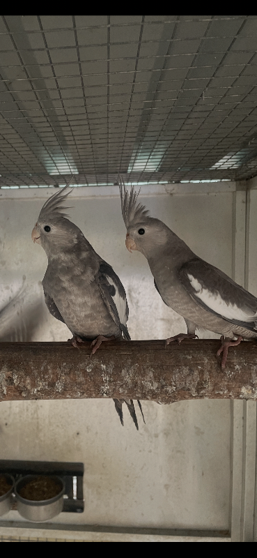 2026 Young Cockatiel Whiteface/ Grey  Males/Female /Budgies