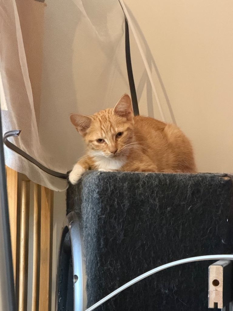 Ginger kitten looking for a new home
