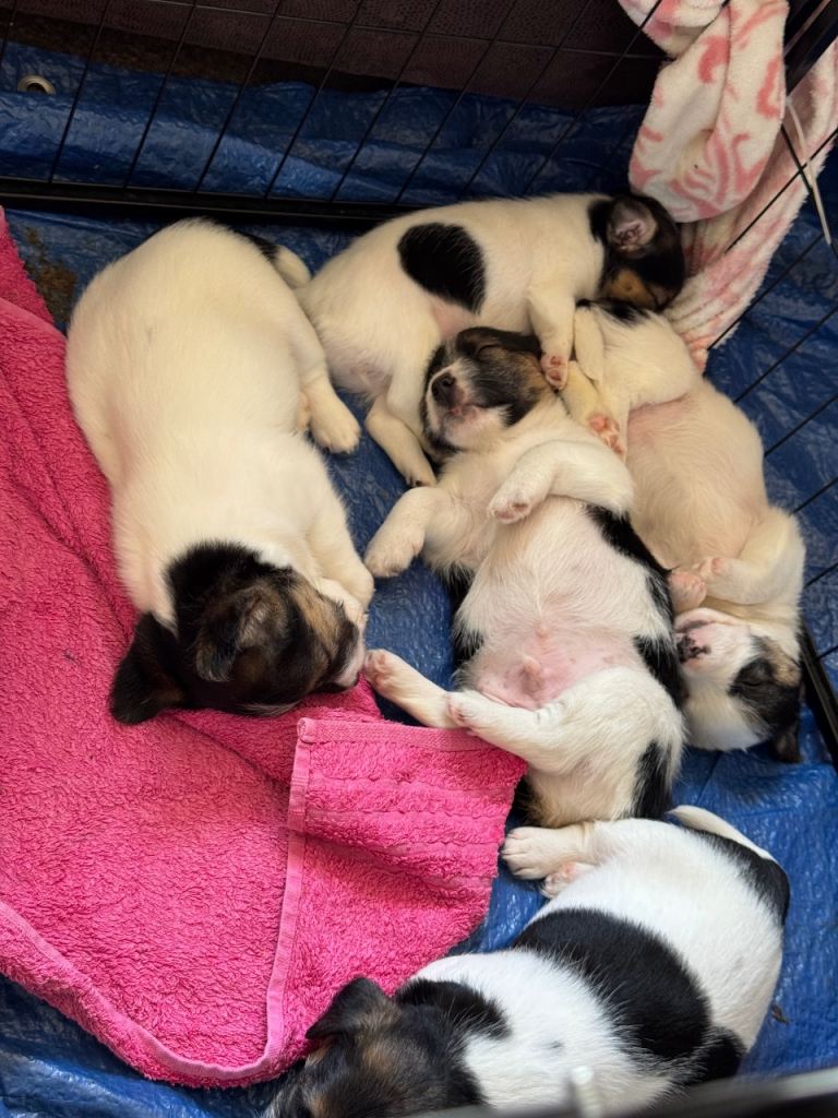 Jack Russell Puppies