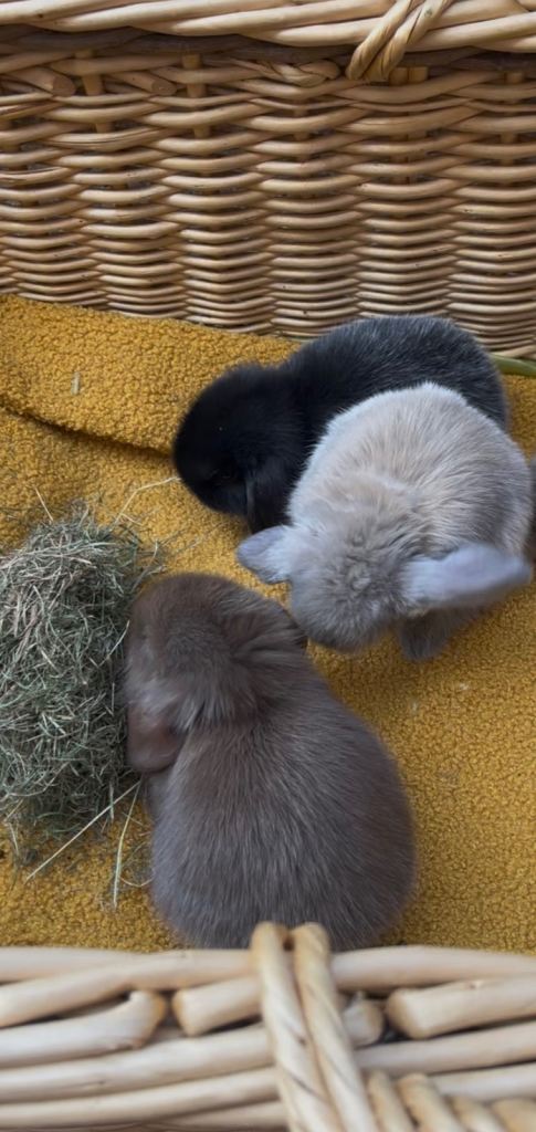Mini loop rabbits 