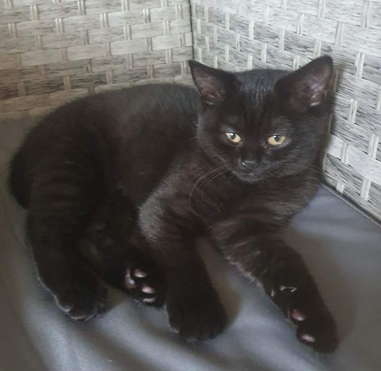 Black British Shorthair Kitten - Friendly & Playful 