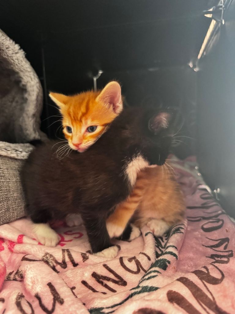Kittens for sale
