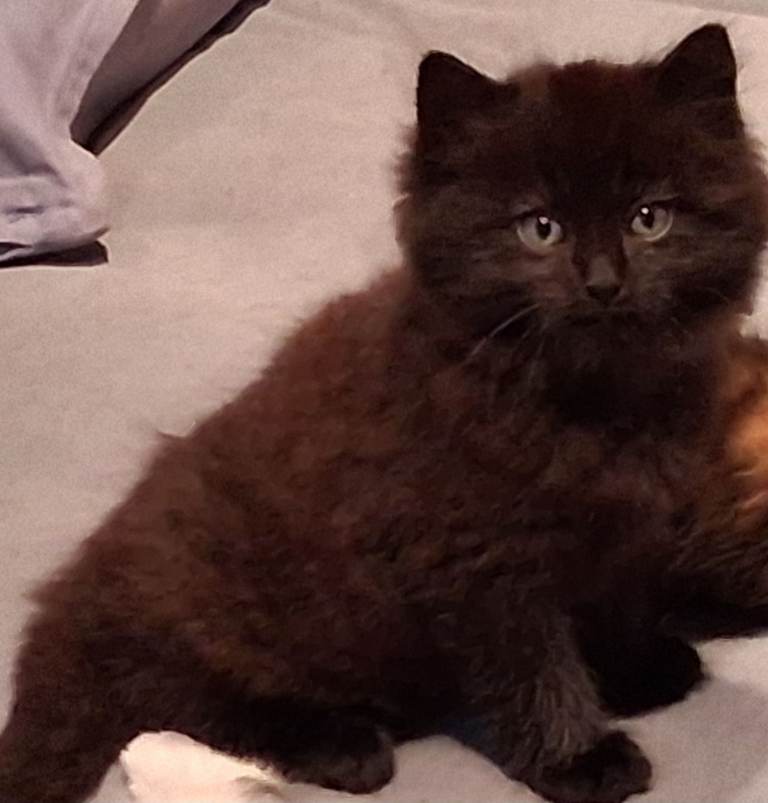 Black Fluffy (Longhaired) Kittens - All Boys!
