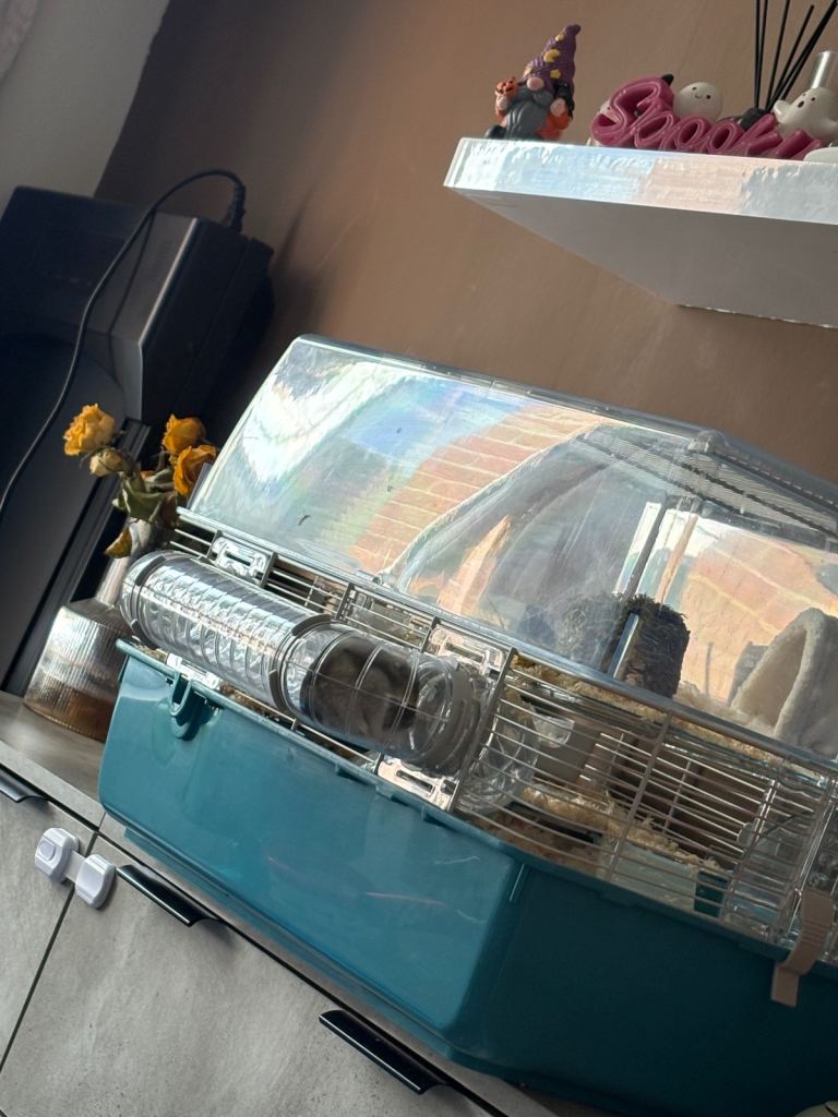  Russian Dewarf Hamster 