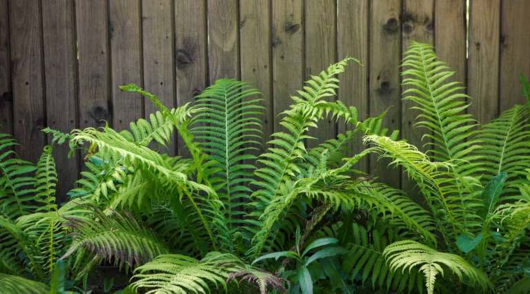 🌿 “Golden Shield” FERN Potted Plants – £4 each 🌿