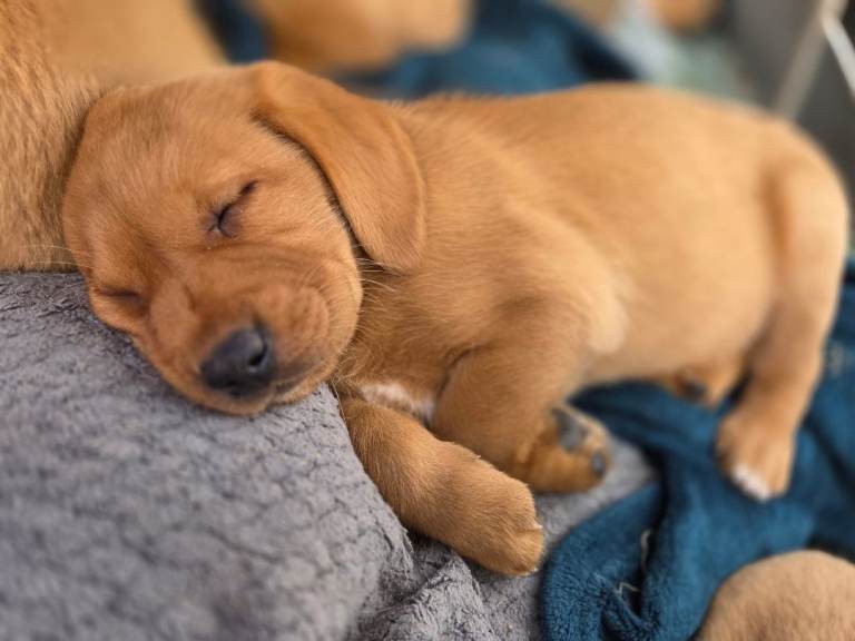 Labrador  Red fox puppies 2 females 