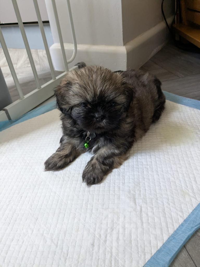 Beautiful lhaso apso cross shih tzu puppy looking for their forever home