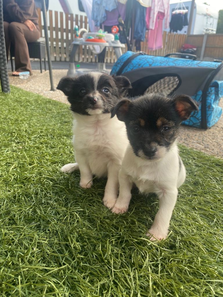 Jack Russell x chihuahua 