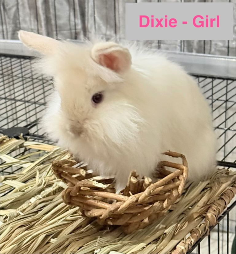 Double Maned Lionhead Babies 