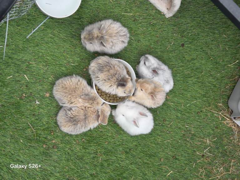 Mini lionheads