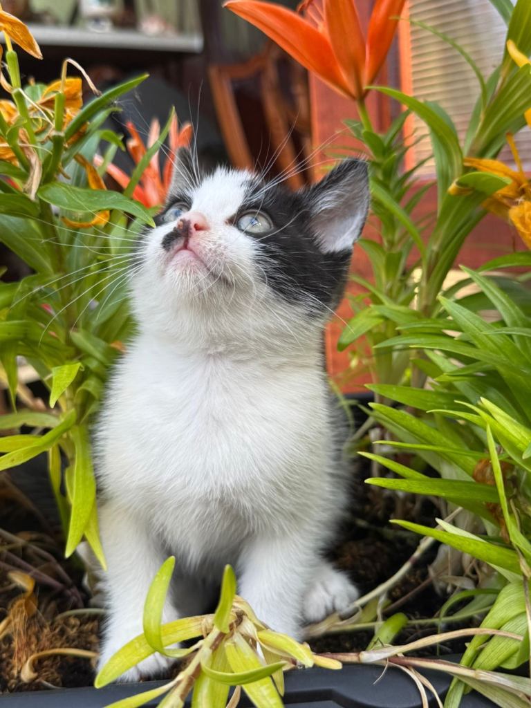 Kittens 🐈‍⬛ 
