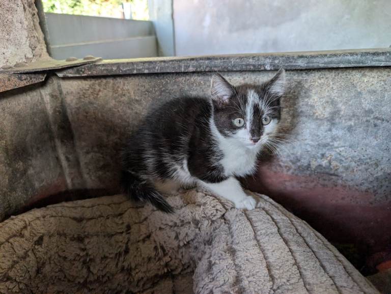 Female kitten 9 weeks
