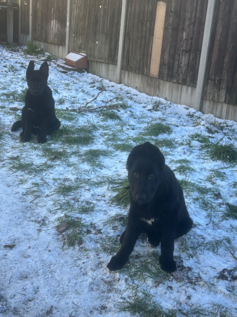 Female German shepherds for sale!