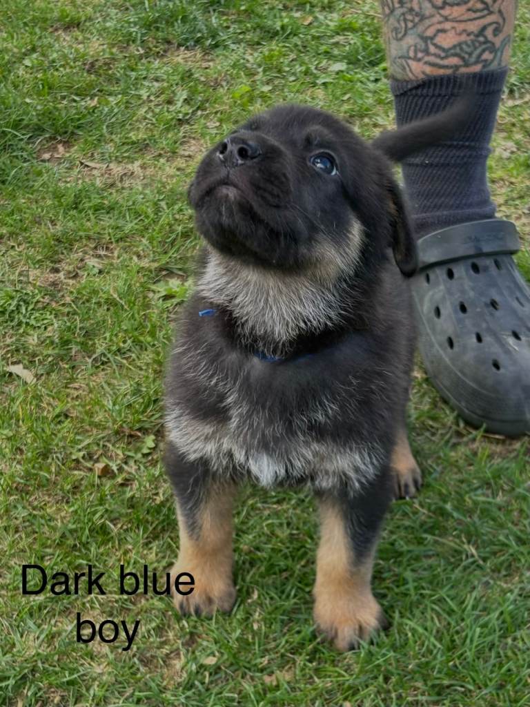 German Shepherd X Puppies for Sale