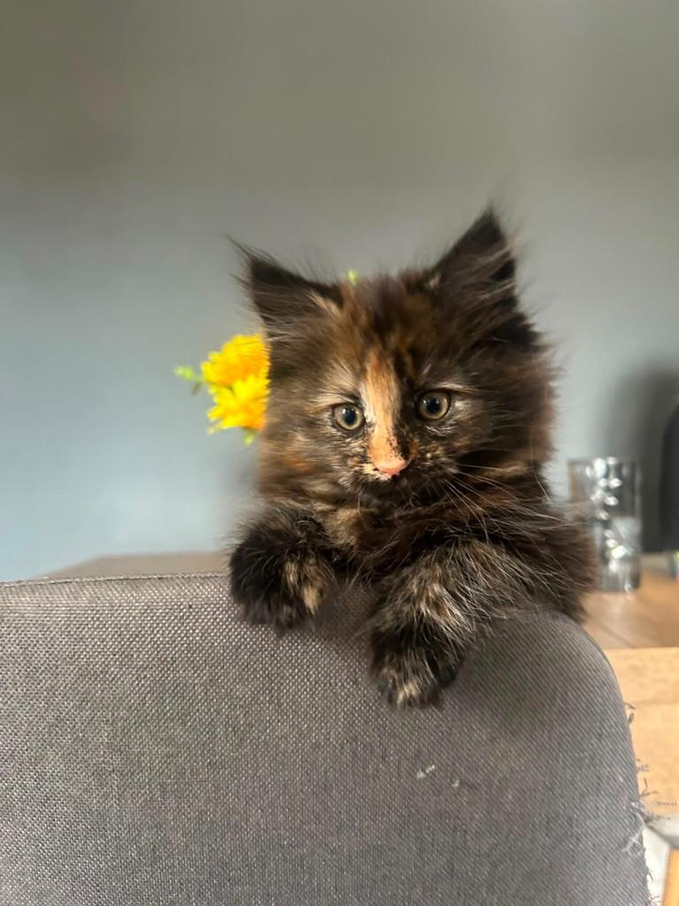 Kittens for sale 