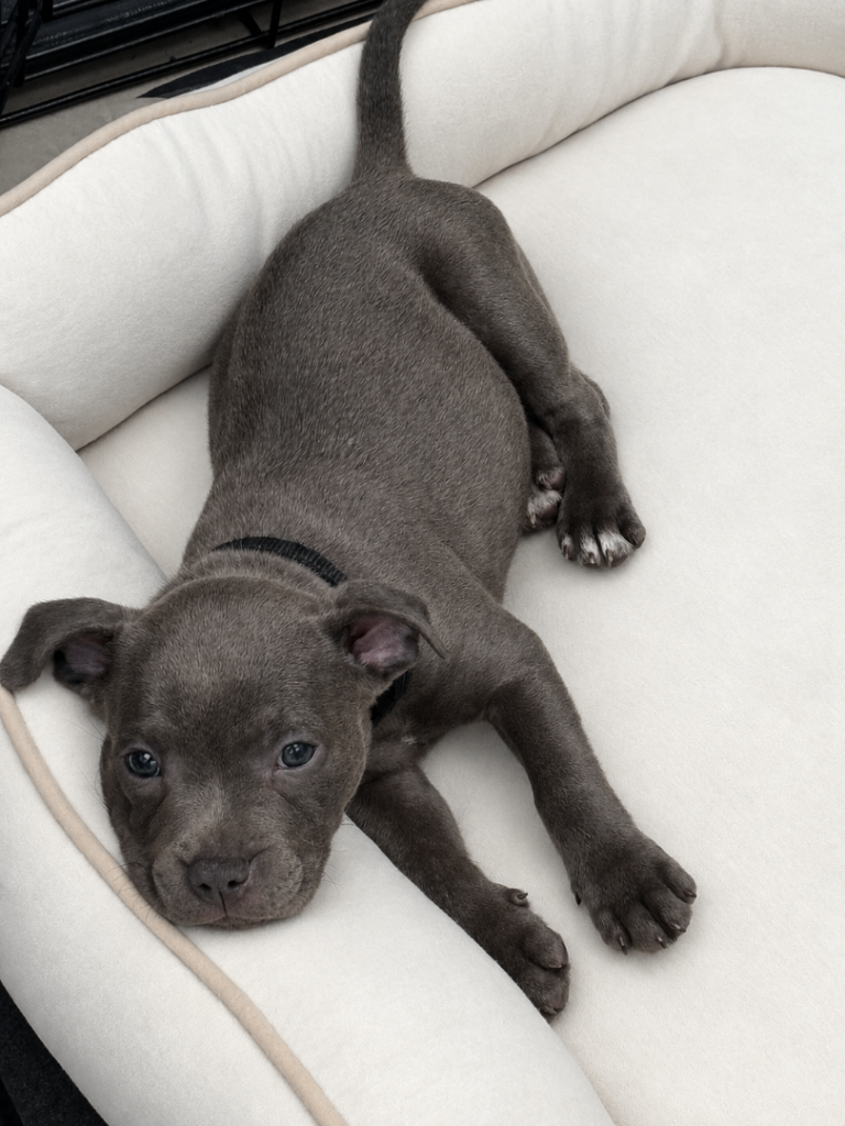 1 Left * Avail now* Pure Blue Staffordshire Bull Terrier Puppies 
