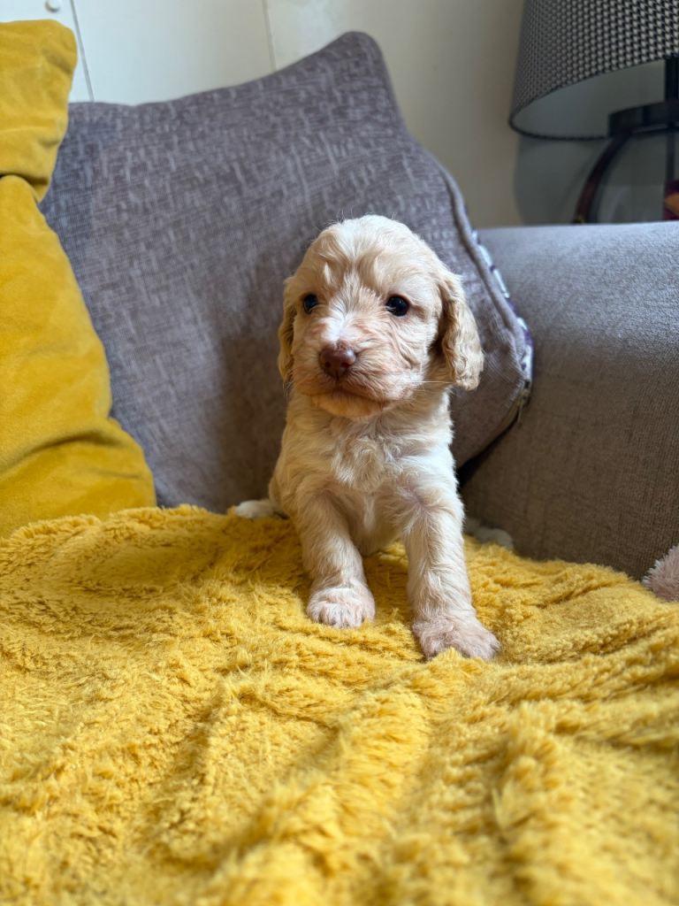 Toy cockerpoo beauties 