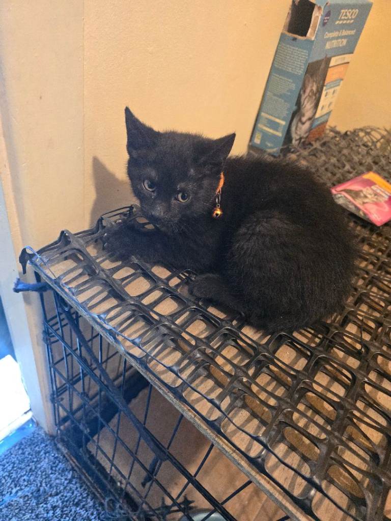 Kittens for sale