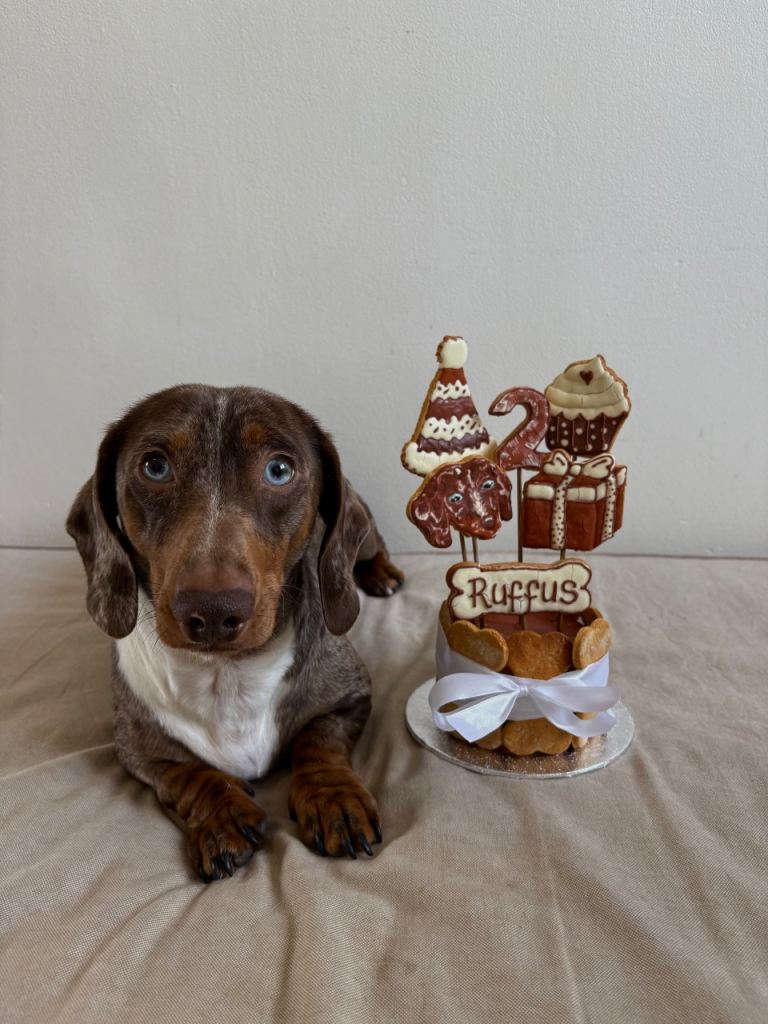 Miniature dachshunds