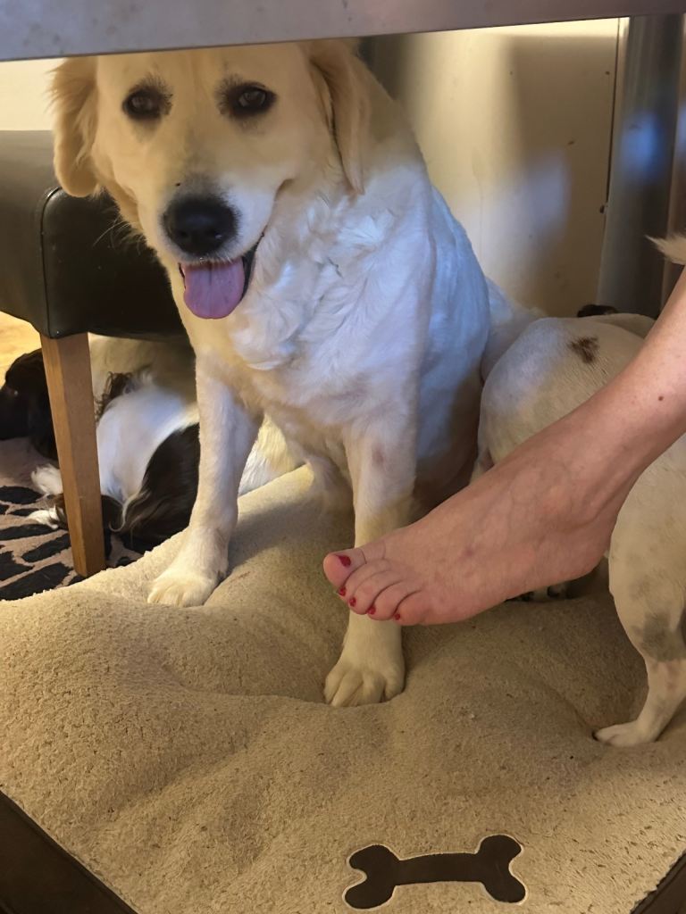 Cream golden retriever 