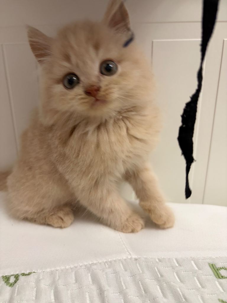 British shorthair x Maine coon female