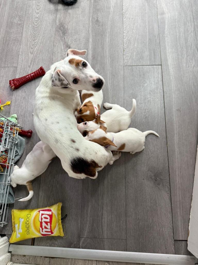 8 Week Old Jack Russel Puppies 