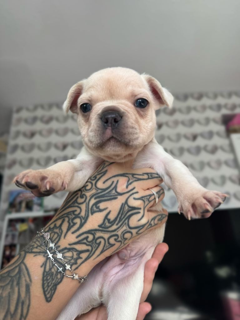 Last white chunky French puppy for sale 😍 🐶