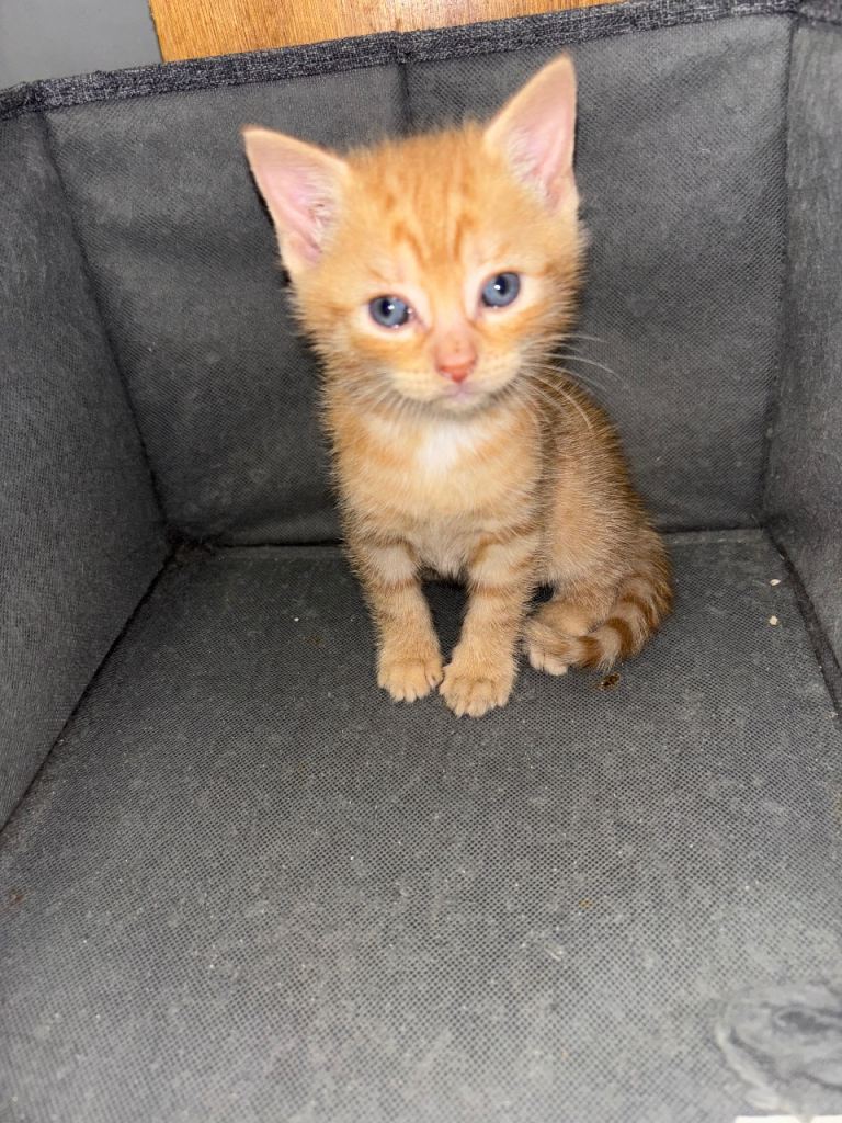 2 Kittens for sale 