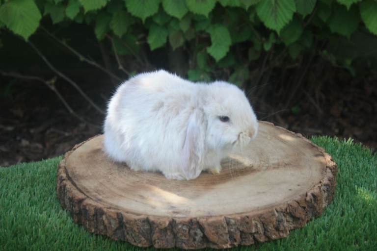 Mini lop baby rabbits 