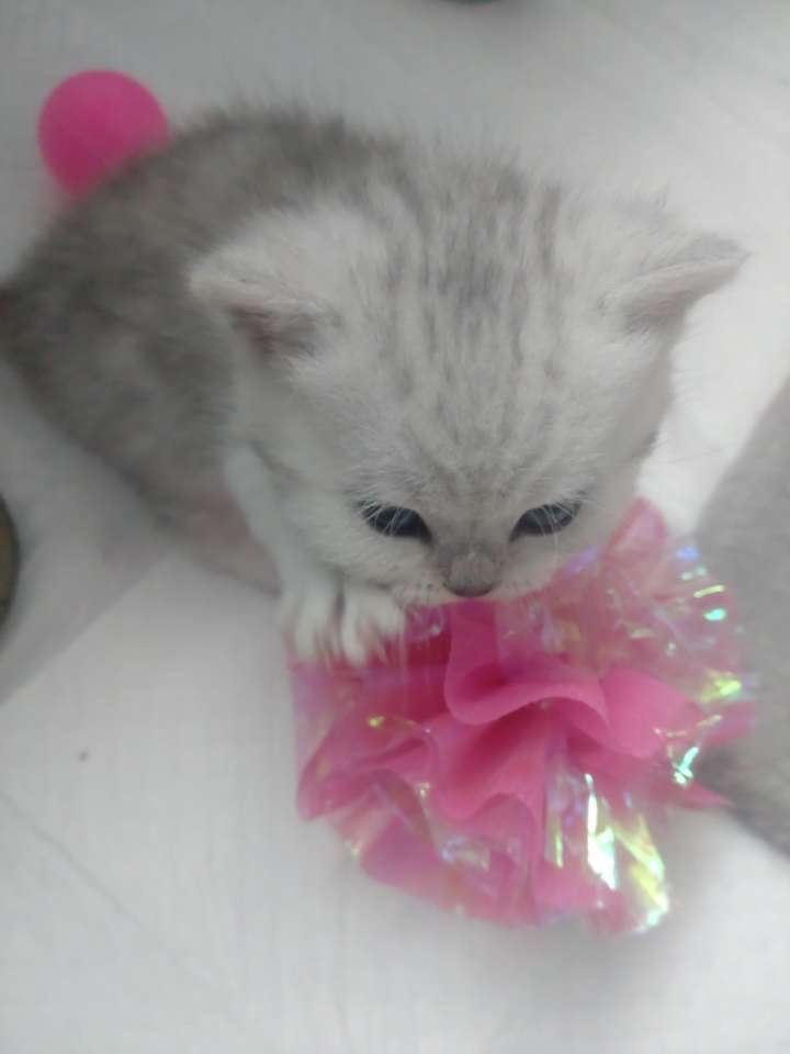 kitten