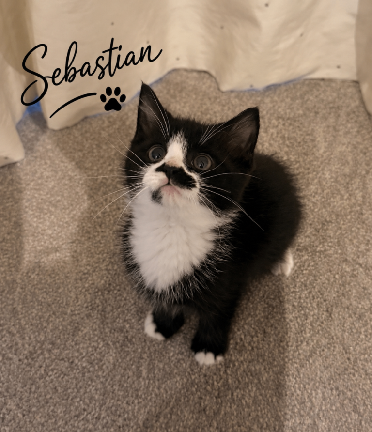 Adorable Kittens Looking for Their Forever Homes 🐾