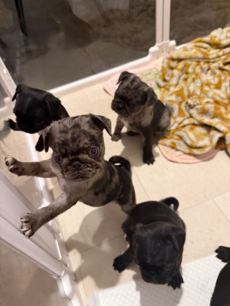 Pug puppies 