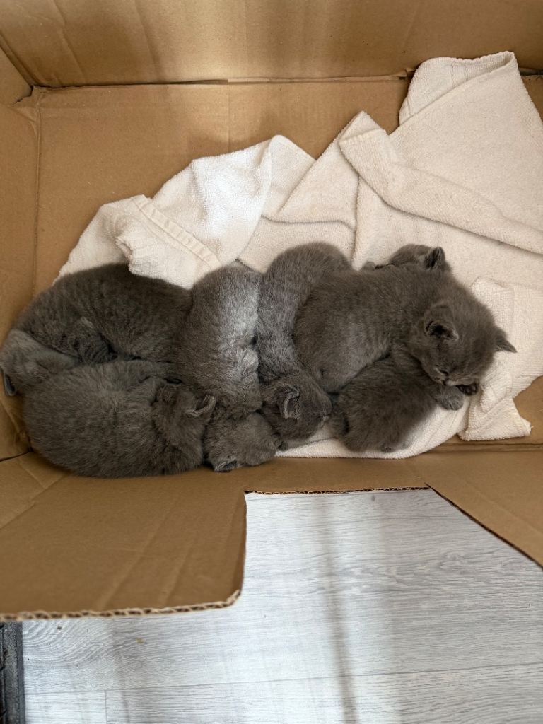 British shorthair 