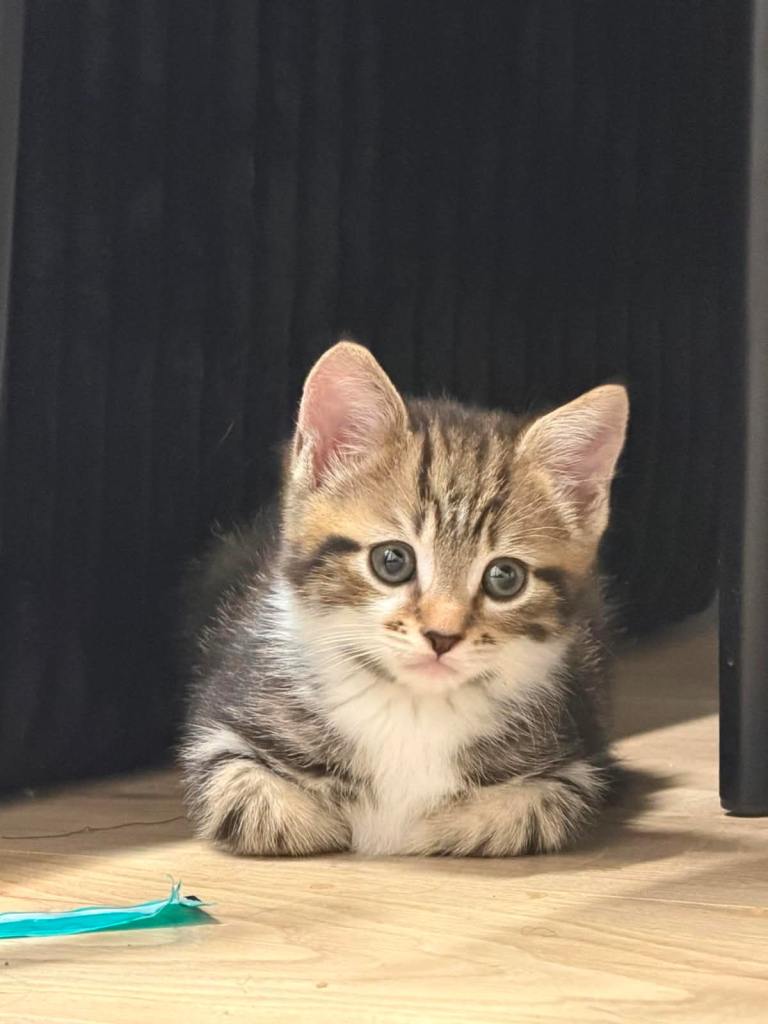 1 Kitten for Rehoming 