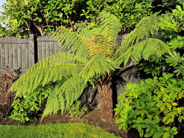 Dicksonia Antarctica Tree Fern - 3ft