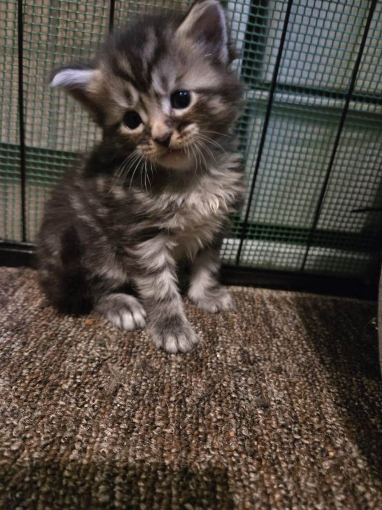 3/4 Maine coon kittens (only 1 left)