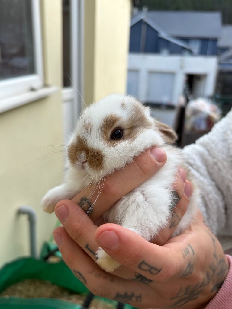 Mini lop