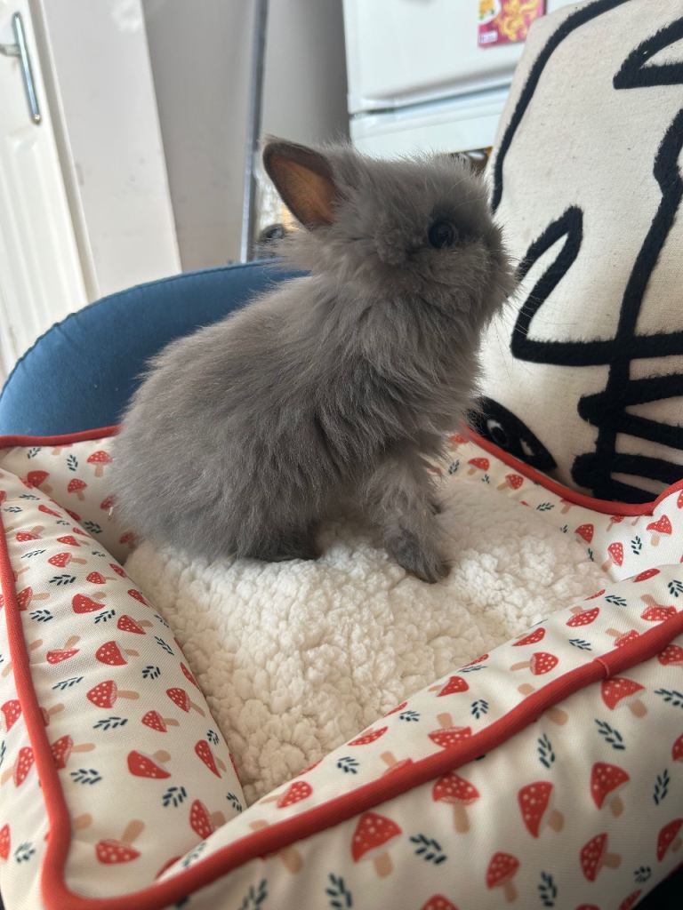 Lionhead rabbit - Matty