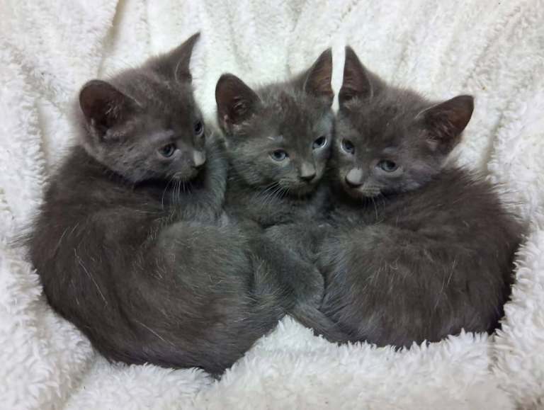 Pure russian blue  kitten (3 remaining)