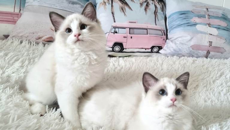 💕 BEAUTIFUL  TICA REGISTERED RAGDOLLS KITTENS 💕