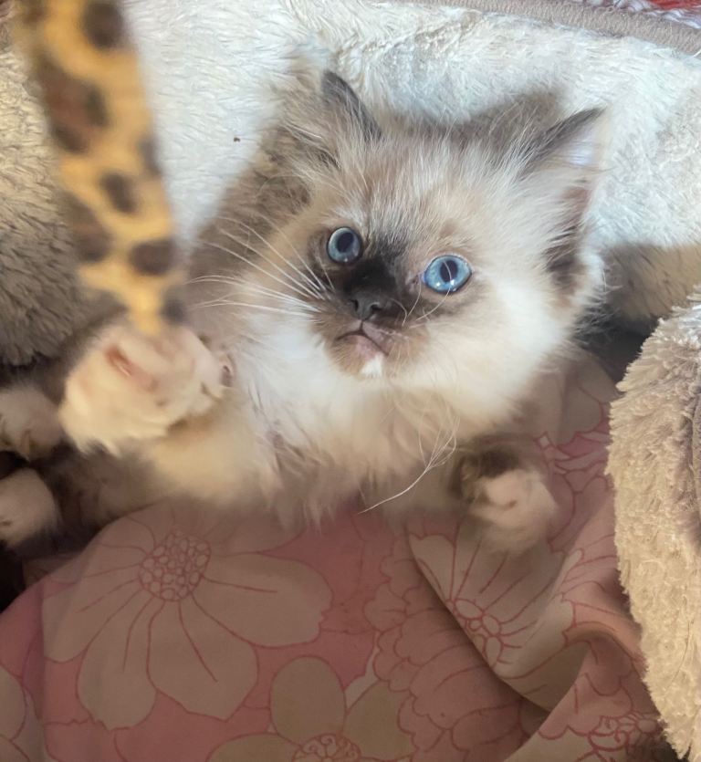 Birman Seal Point kitten, indoor cat only. Looking for forever home.