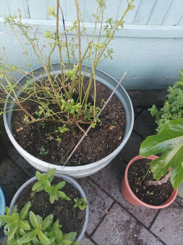 Instant Fruit Garden!  years of care and growth for your garden immediately