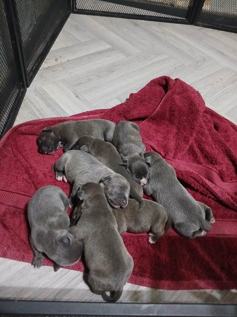 Staffordshire Bull Terriers Pups 