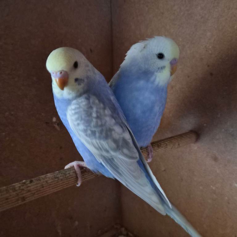 Baby budgies, 