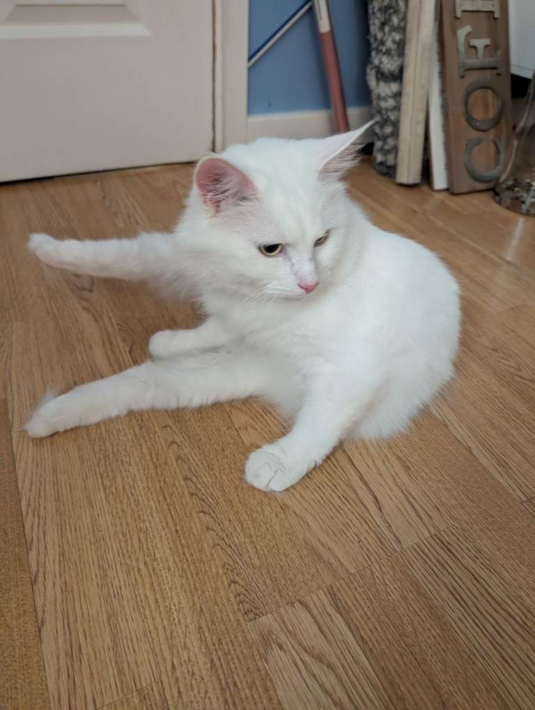 Pure white